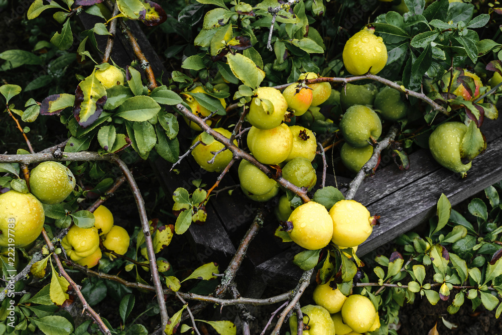 Bunch of yellow quince fruits growing on the bush at countryside Bunch of yellow quince fruits growing on the bush at countryside