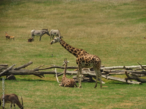 Canvas Print Giraffe