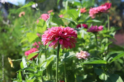 Fototapeta Naklejka Na Ścianę i Meble -  Beautiful pink dahlia blooms in the garden. Bloom of summer