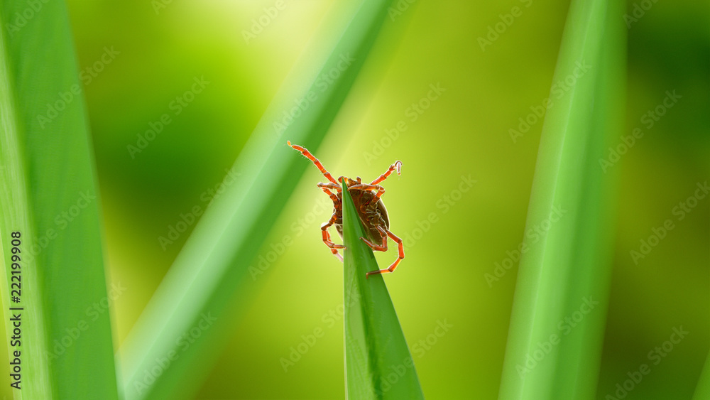 3d rendered illustration of a tick on a grass blade 3d rendered illustration of a tick on a grass blade