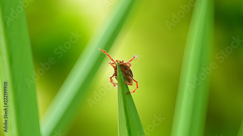 3d rendered illustration of a tick on a grass blade