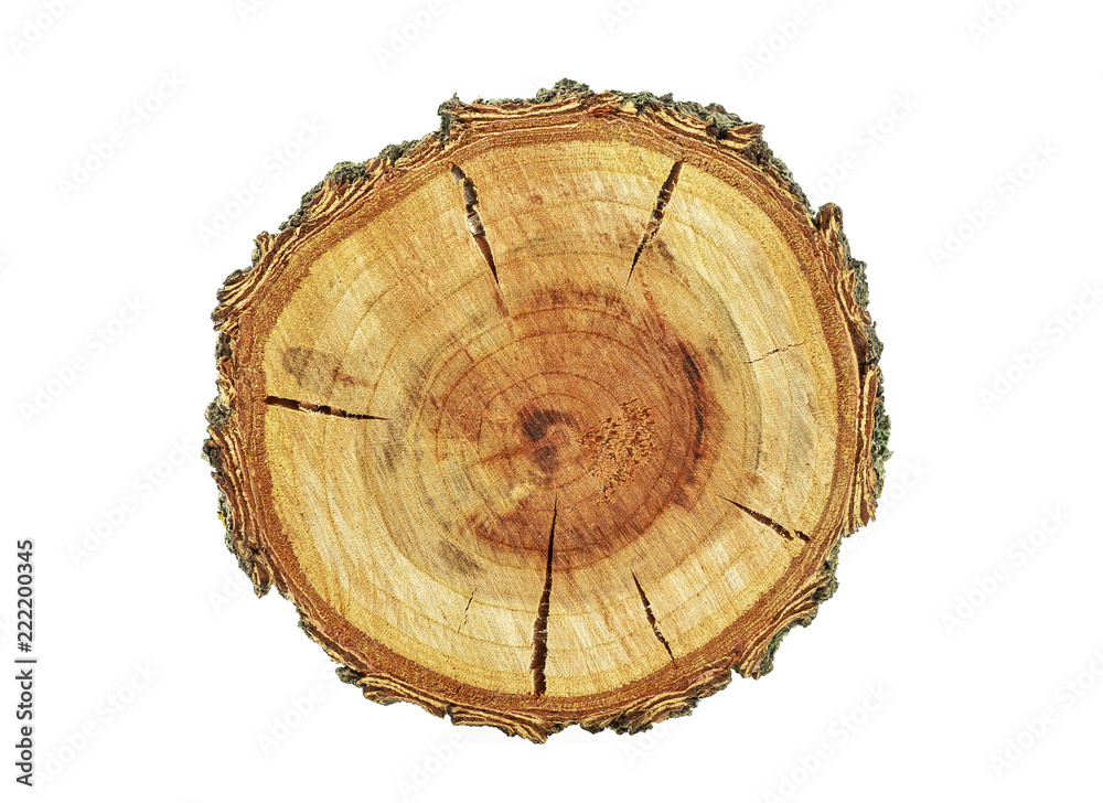 Cross section of tree trunk isolated on white background Cross section of tree trunk isolated on white background