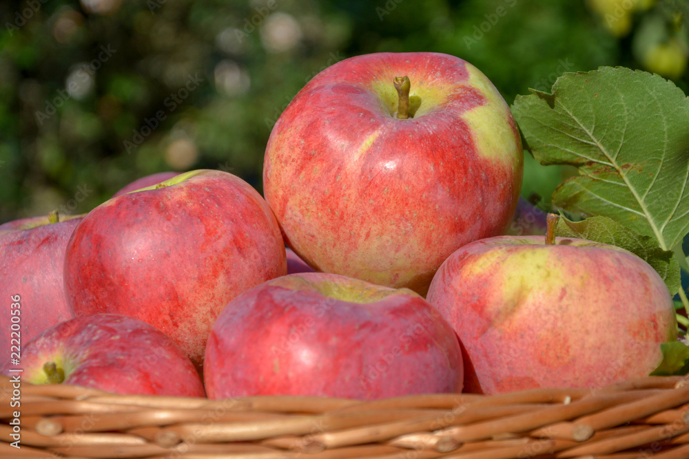 Red apple harvest background, basket full of apples Red apple harvest background, basket full of apples