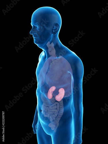 3d rendered medically accurate illustration of an old mans kidney