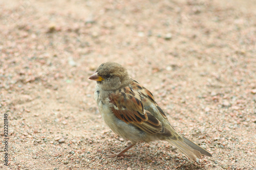 The house sparrow sits on the ground and shows curiosity photo