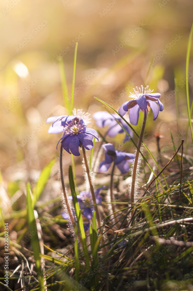 Spring flowers