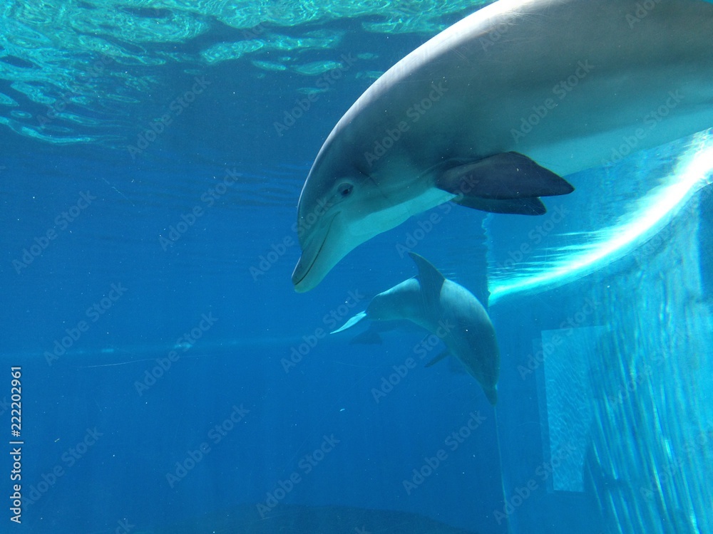 Fototapeta premium dolphin in the water