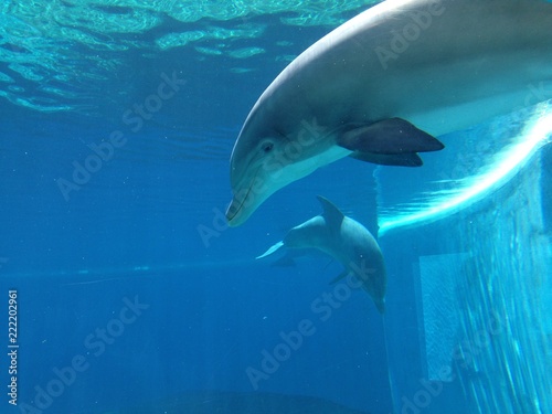 dolphin in the water © Francesca