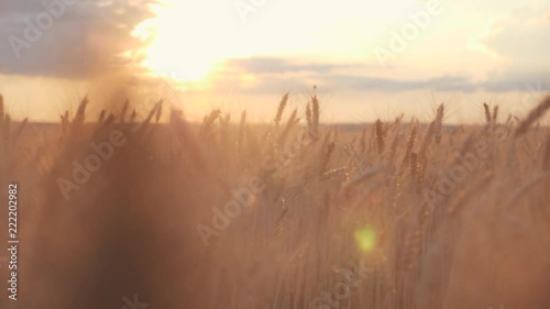 beautiful wheat field at sunset photo