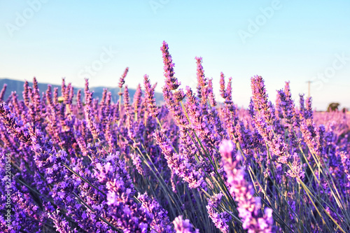 Fototapeta Naklejka Na Ścianę i Meble -  Blooming lavender field in the sunlight at dawn. Sunrise over Valensole valley, Provence, France. Summer meadow flowers in the morning.