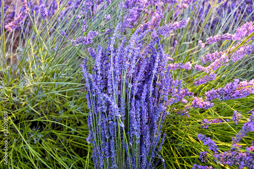 Fototapeta Naklejka Na Ścianę i Meble -  Bouquet of lavender on the blooming field. Sunrise over Valensole valley, Provence, France. Summer meadow flowers in the morning.