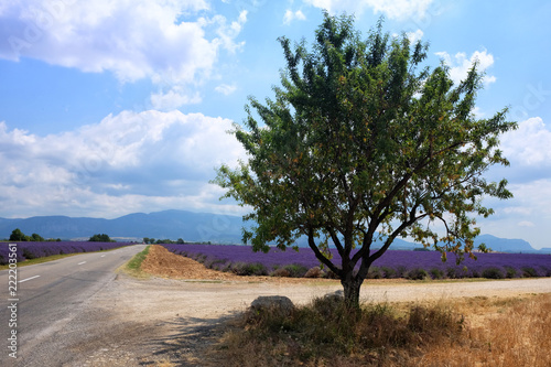 Fototapeta Naklejka Na Ścianę i Meble -  Lavender landscape with a lonely tree at the road crossing and blooming flower field on a sunny summer day in Valensole, Provence, France, Europe.
