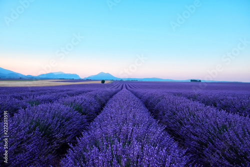 Blooming lavender field in the sunlight at dawn. Sunrise over Valensole valley, Provence, France. Summer meadow flowers in the morning.