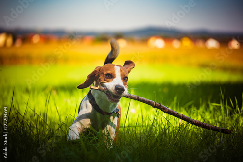 Dog having fun running towards camera with stick in mouth fetching towards camera in summer day on meadow field