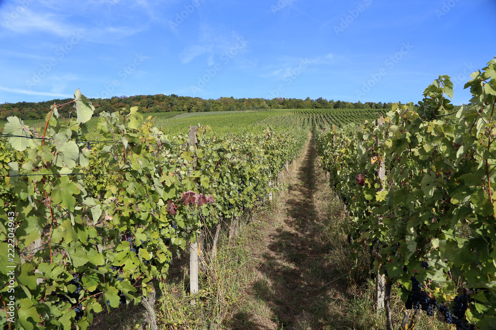 Grapes are ripening in the vineyard