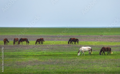 Horses in the steppe. Pets graze in the spring steppe.