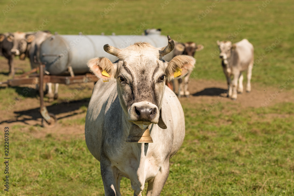 Cows in the pasture - Braunvieh