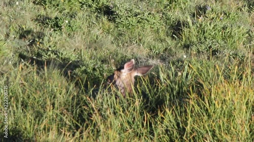 A shot of a deer laying down in grass, flicking it's ears. photo