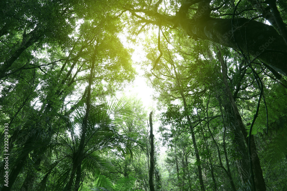 Obraz premium Canopy of jungle