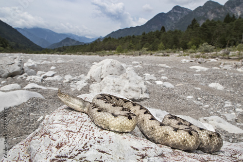 viper photo