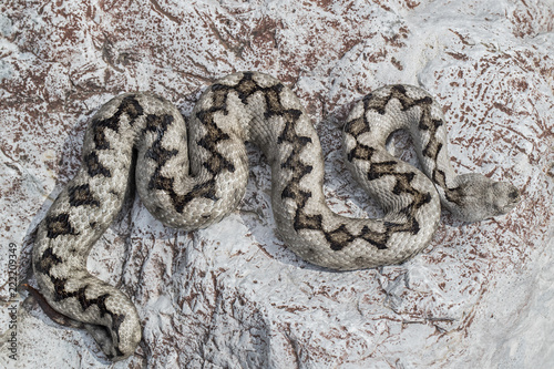 viper photo