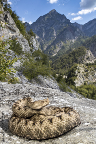 viper photo