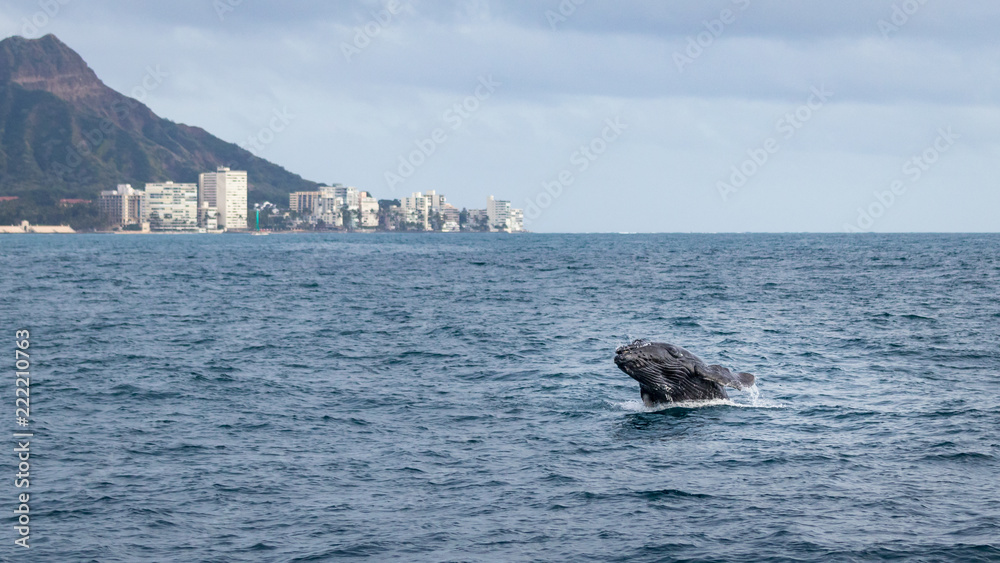 Jumping baby humpback whale with Diamond head in the background.