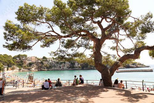 View of Porto Cristo beach from the street looking through a big tree