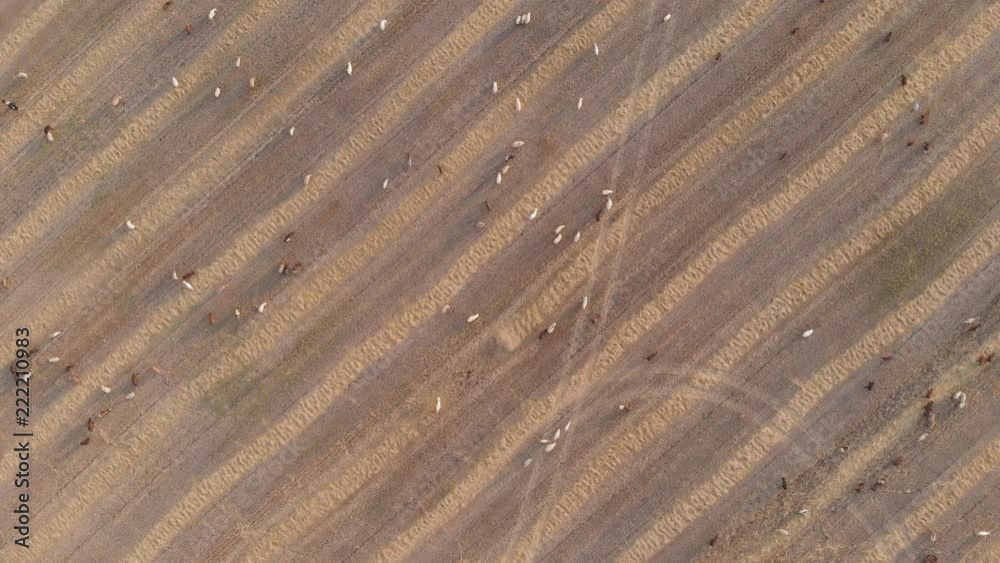 A large herd of livestock grazing in a meadow at sunset. Aerial view. A large herd of livestock grazing in a meadow at sunset. Aerial view.