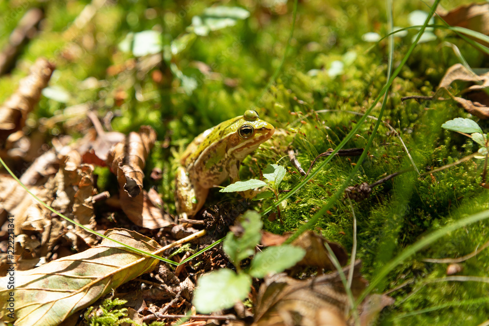 Obraz premium Small frog in a forest