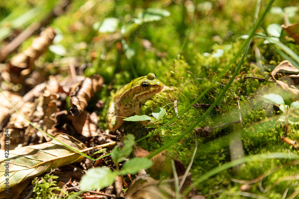 Obraz premium Small frog in a forest