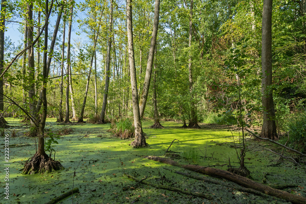 Fototapeta premium Beautiful forest in Germany