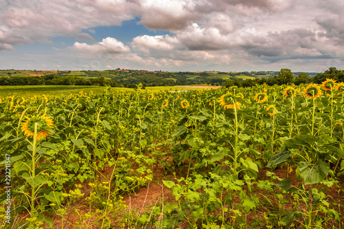 Sunflowers plantation. Atlantic Pyrenees France photo