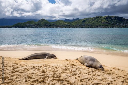 wo hawaiian monk seal resting on Mokulua island