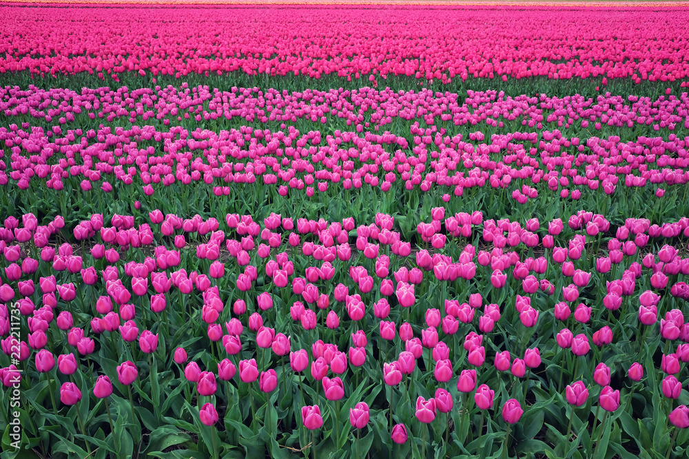 Tulip field in Holland. Rows of pink and purple blooming flowers in Netherlands.