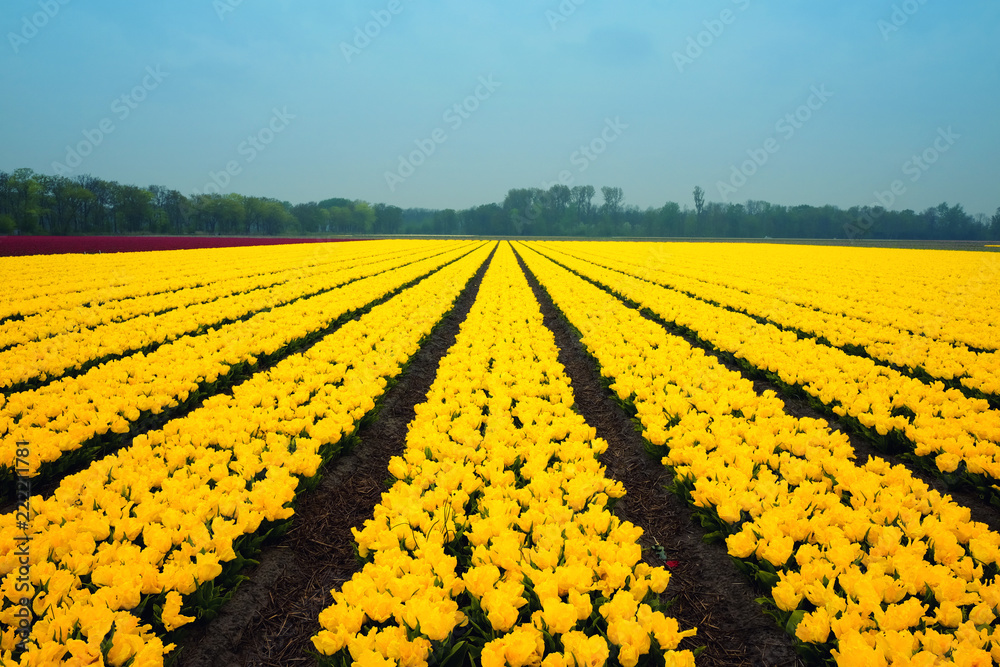 Yellow tulip field in Holland. Rows of blooming flowers against blue spring sky in Netherlands.