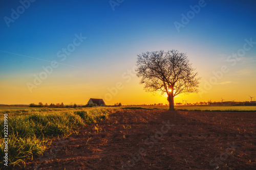 Einsamer Baum