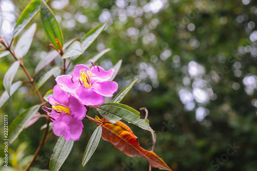 Beautiful purple flower in the forest, Indian rhododendron, Melastoma malabathricum photo