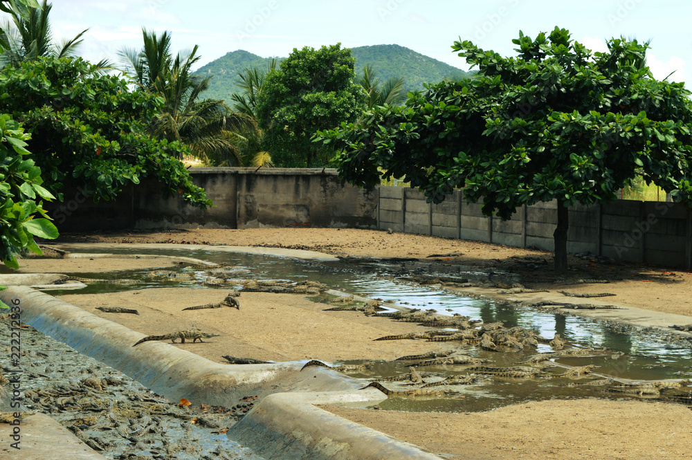 Fototapeta premium Tiny african crocodiles at the farm surrounded by trees and mountains in Malawi in Africa