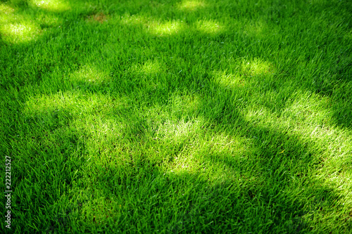 Perfectly mowed fresh garden lawn in summer. Green grass with sunspots.