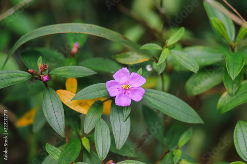 Beautiful purple flower in the forest, Indian rhododendron, Melastoma malabathricum photo