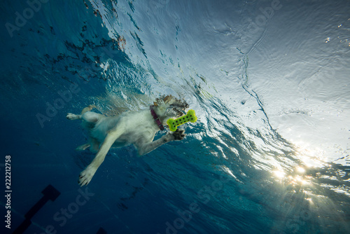 dog under water