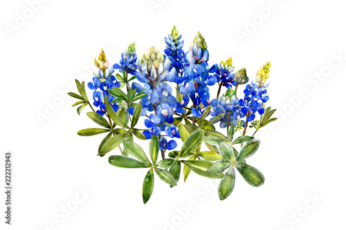 watercolor bluebonnets wildflowers design
