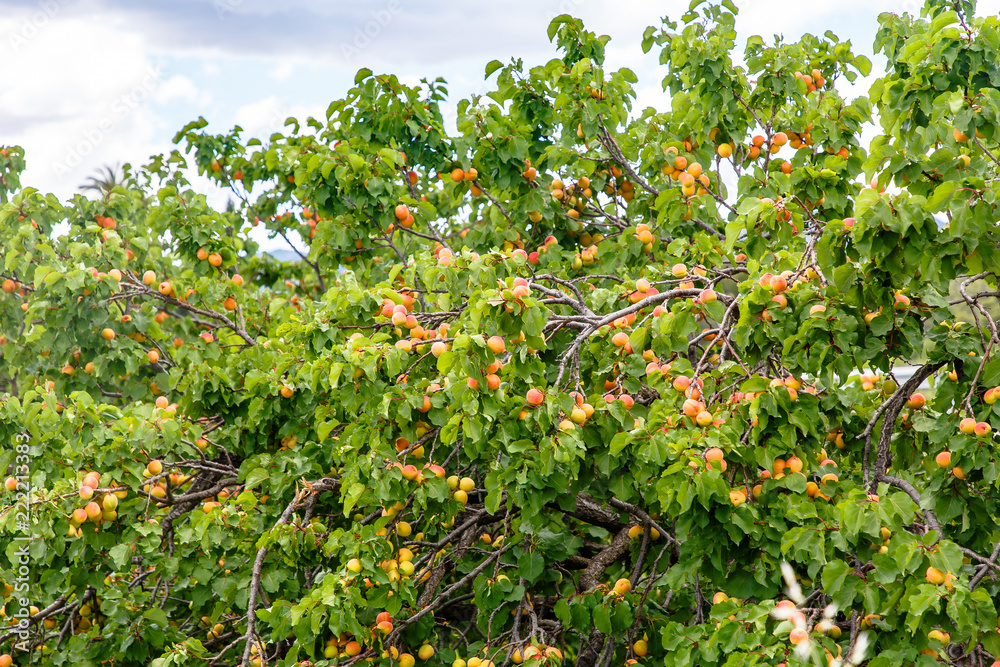 Many apricots grow on a tree in the garden. Many apricots grow on a tree in the garden.