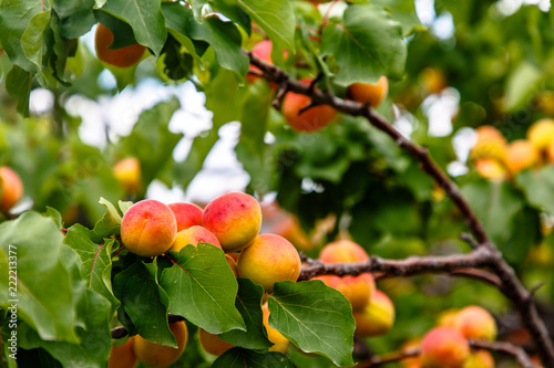 Many apricots grow on a tree in the garden.