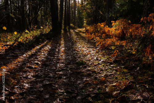 Morning in the autumn forest