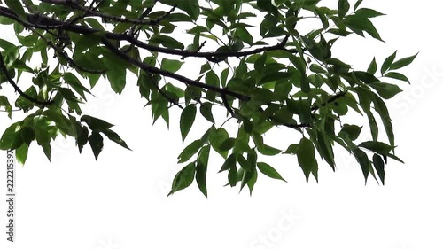Wallpaper Mural Foreground foliage plate for framing shots. Deciduous tree, very light breeze. Slightly defocused. Includes transparency mask. Can be reversed and flipped horizontally. Torontodigital.ca