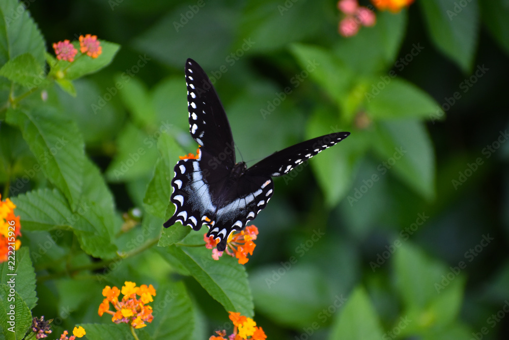 Spicebush Swallowtail