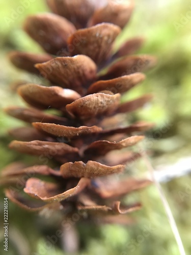 pinecone