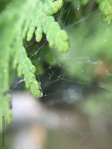 spiderweb on a leaf